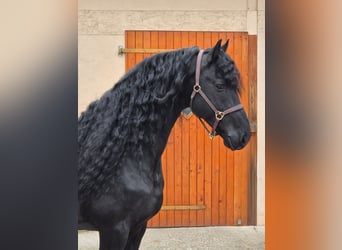 Fries paard, Hengst, 7 Jaar, 165 cm, Zwart