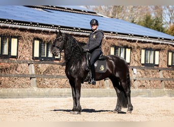 Fries paard, Hengst, 7 Jaar, 165 cm, Zwart