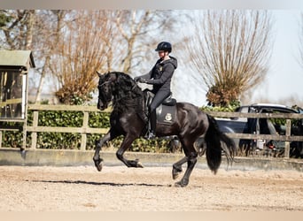 Fries paard, Hengst, 7 Jaar, 165 cm, Zwart