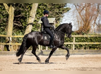 Fries paard, Hengst, 7 Jaar, 165 cm, Zwart