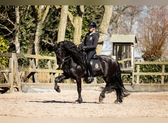 Fries paard, Hengst, 7 Jaar, 165 cm, Zwart