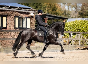 Fries paard, Hengst, 7 Jaar, 165 cm, Zwart