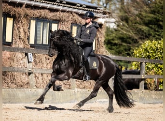 Fries paard, Hengst, 7 Jaar, 165 cm, Zwart