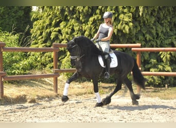 Fries paard, Hengst, 7 Jaar, 166 cm, Zwart