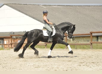 Fries paard, Hengst, 7 Jaar, 166 cm, Zwart