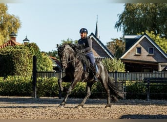 Fries paard, Hengst, 7 Jaar, 166 cm, Zwart