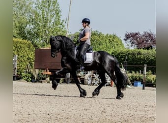 Fries paard, Hengst, 7 Jaar, 166 cm, Zwart