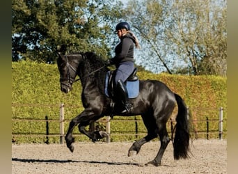 Fries paard, Hengst, 7 Jaar, 166 cm, Zwart