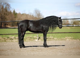 Fries paard, Hengst, 7 Jaar, 166 cm, Zwart