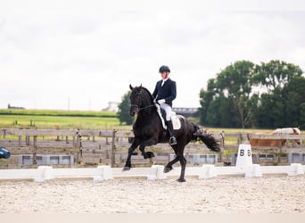Fries paard, Hengst, 7 Jaar, 166 cm, Zwart