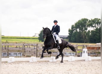 Fries paard, Hengst, 7 Jaar, 166 cm, Zwart