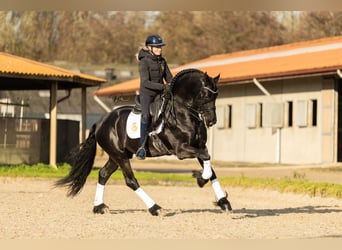 Fries paard, Hengst, 7 Jaar, 168 cm