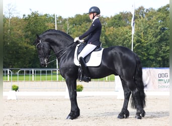 Fries paard, Hengst, 7 Jaar, 168 cm, Zwart