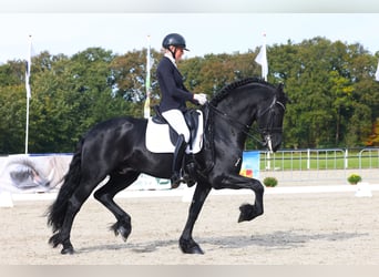 Fries paard, Hengst, 7 Jaar, 168 cm, Zwart