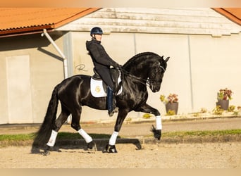 Fries paard, Hengst, 7 Jaar, 168 cm, Zwart