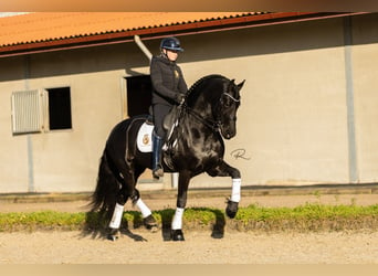 Fries paard, Hengst, 7 Jaar, 168 cm, Zwart