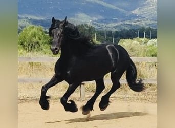 Fries paard, Hengst, 7 Jaar, 168 cm, Zwart