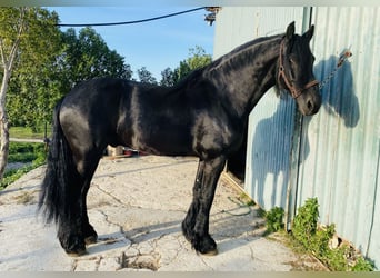 Fries paard, Hengst, 7 Jaar, 168 cm, Zwart