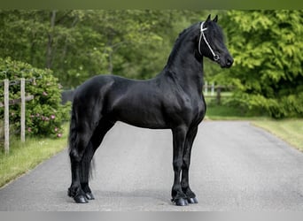Fries paard, Hengst, 7 Jaar, Donkerbruin