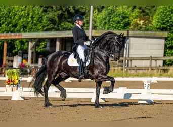 Fries paard, Hengst, 7 Jaar