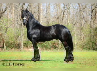 Fries paard, Hengst, 8 Jaar, 157 cm, Zwart