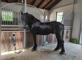 Fries paard Mix, Hengst, 8 Jaar, 160 cm, Zwart