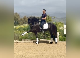 Fries paard, Hengst, 8 Jaar, 163 cm, Zwart