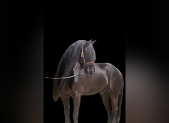 Fries paard, Hengst, 8 Jaar, 163 cm, Zwart