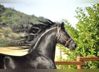 Fries paard, Hengst, 8 Jaar, 166 cm, Zwart