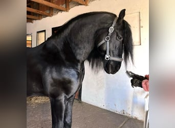 Fries paard, Hengst, 8 Jaar, 170 cm