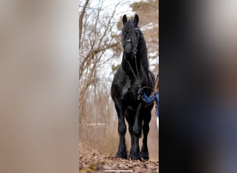 Fries paard, Hengst, 8 Jaar, 170 cm