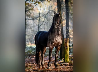 Fries paard, Hengst, 9 Jaar, 165 cm, Zwart