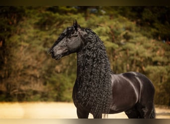 Fries paard, Hengst, 9 Jaar, 166 cm, Zwart