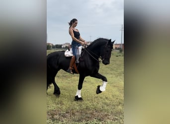 Fries paard, Hengst, 9 Jaar, 172 cm, Zwart