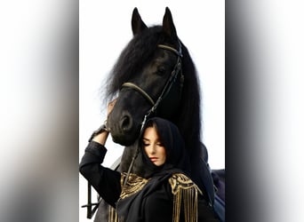 Fries paard, Hengst, 9 Jaar, 172 cm, Zwart
