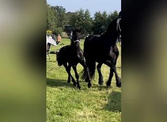 Fries paard, Hengst, veulen (08/2024), 110 cm, Zwart