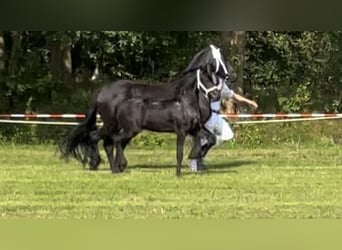 Fries paard, Hengst, veulen (08/2024), 110 cm, Zwart