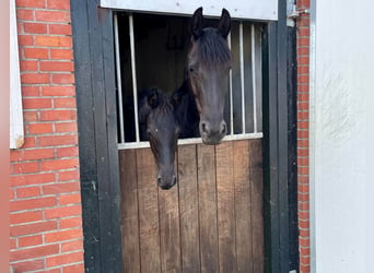 Fries paard, Hengst, veulen (08/2024), 110 cm, Zwart