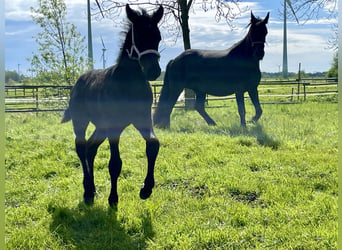 Fries paard, Hengst, veulen (08/2024), 110 cm, Zwart