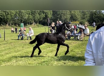 Fries paard, Hengst, veulen (08/2024), 110 cm, Zwart