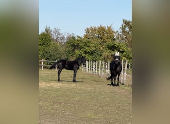 Fries paard, Hengst, Veulen (03/2025), 148 cm, Zwart