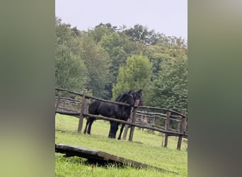 Fries paard, Hengst, Veulen (03/2025), 148 cm, Zwart