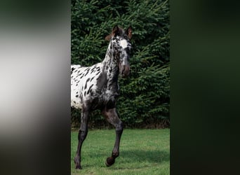 Fries paard, Hengst, Veulen (06/2026), 158 cm, Appaloosa