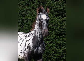 Fries paard, Hengst, Veulen (06/2026), 158 cm, Appaloosa