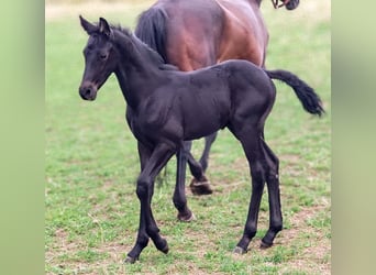 Fries paard Mix, Hengst, Veulen (07/2025), 162 cm, Zwart