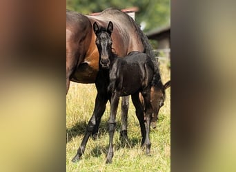 Fries paard Mix, Hengst, Veulen (07/2025), 162 cm, Zwart