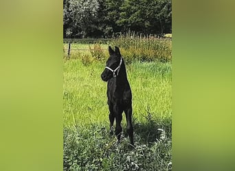 Fries paard, Hengst, veulen (06/2023), 165 cm, Zwart