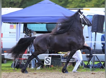 Fries paard, Hengst, veulen (06/2023), 165 cm, Zwart