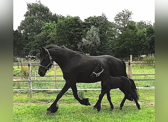 Fries paard, Hengst, veulen (06/2023), 165 cm, Zwart