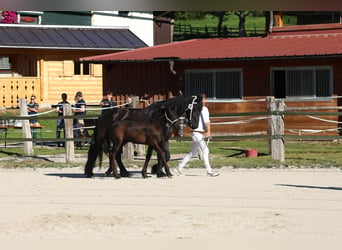 Fries paard, Hengst, Veulen (05/2026), 165 cm, Zwart